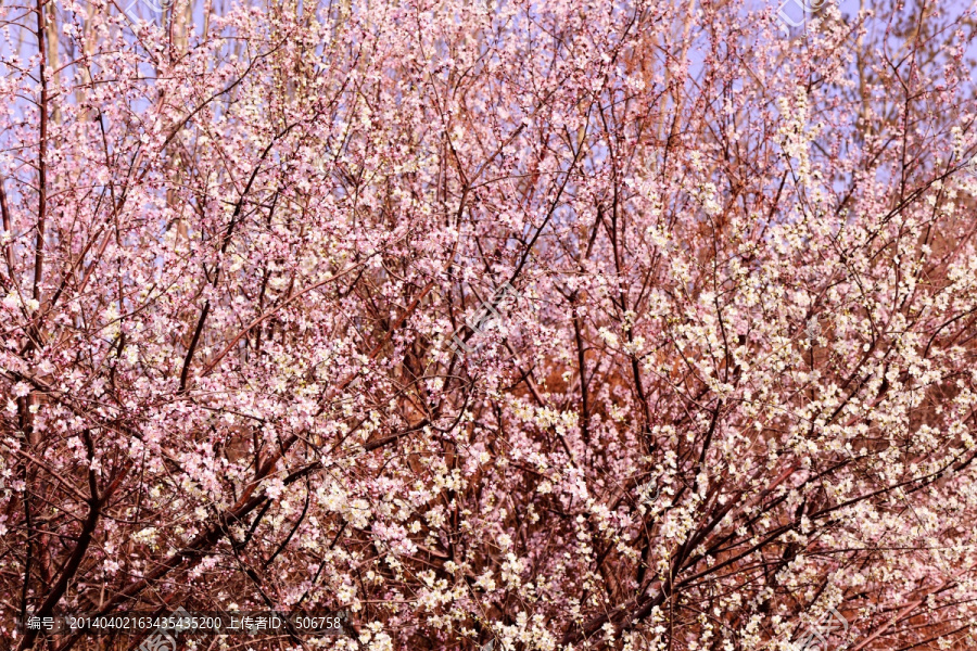 桃树,TIF高质量摄影大图