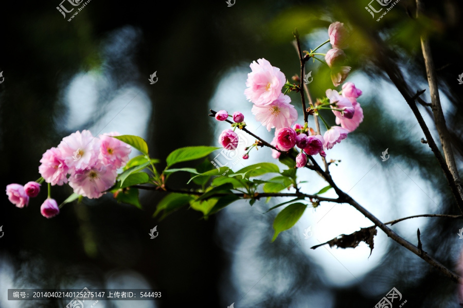 一枝独秀,花