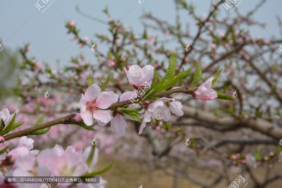 桃花