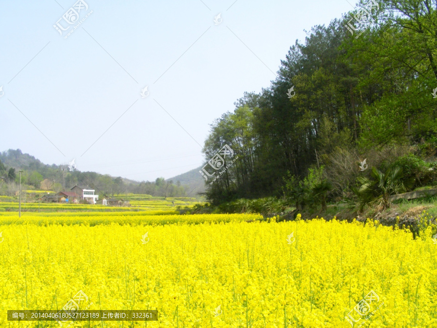 开满油菜花的田野