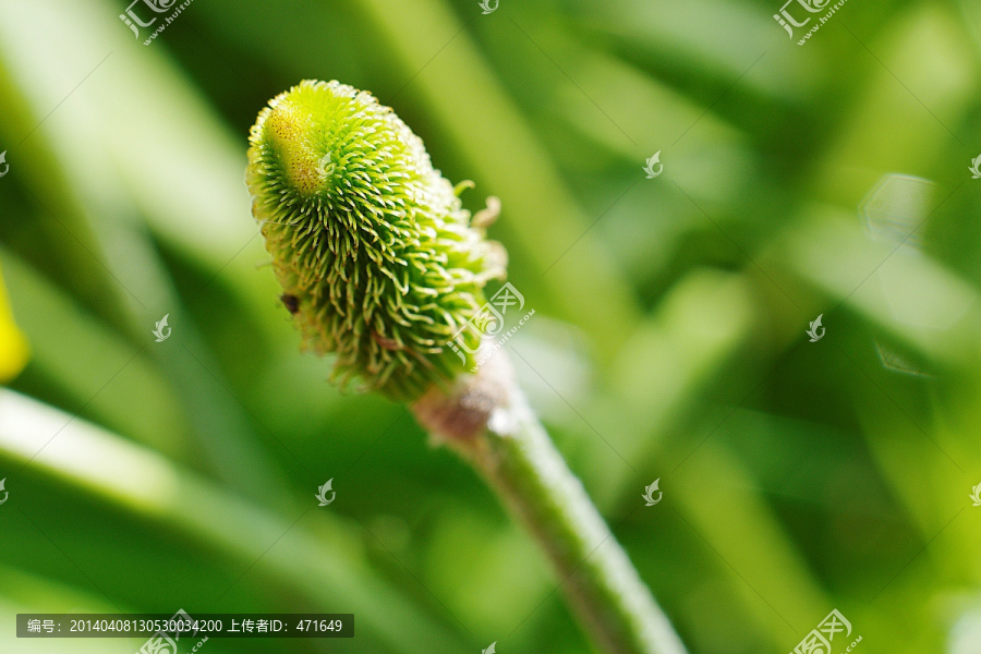 花蒂特写