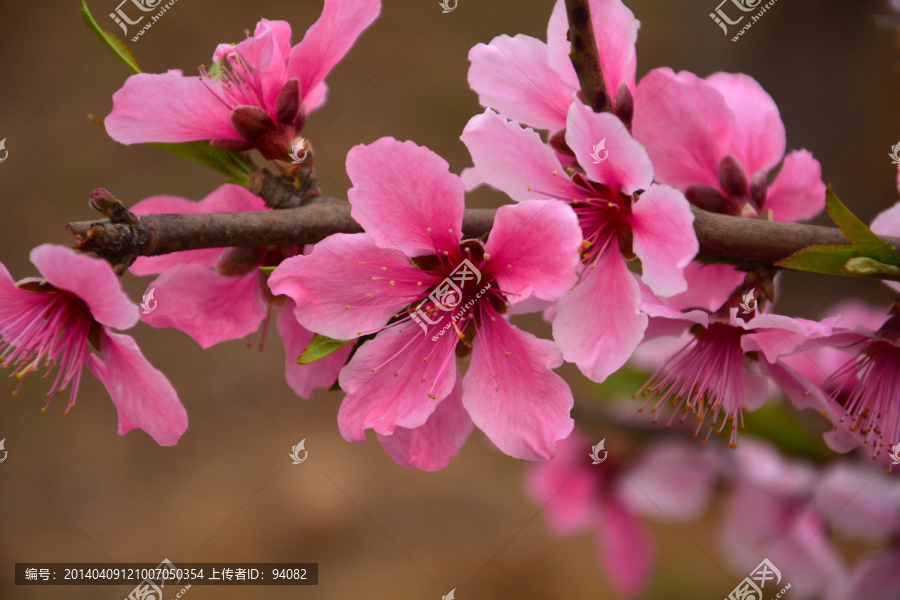 桃花枝