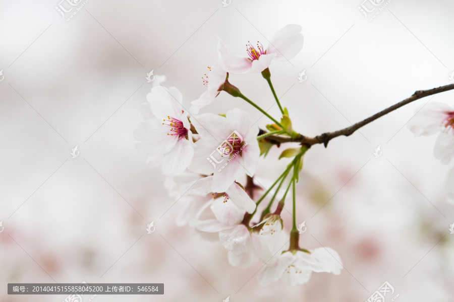 樱花,花卉,JPG高清