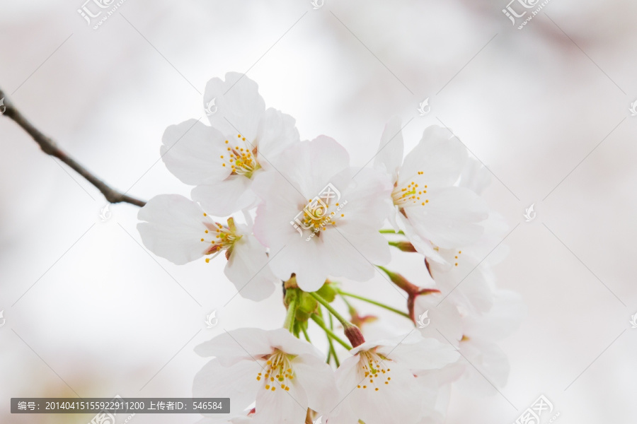 樱花,花卉,JPG高清