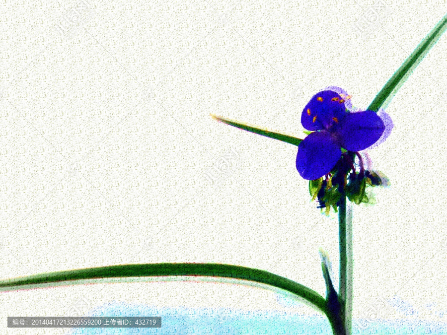 裝飾畫(huà),蘭花草,紫露草