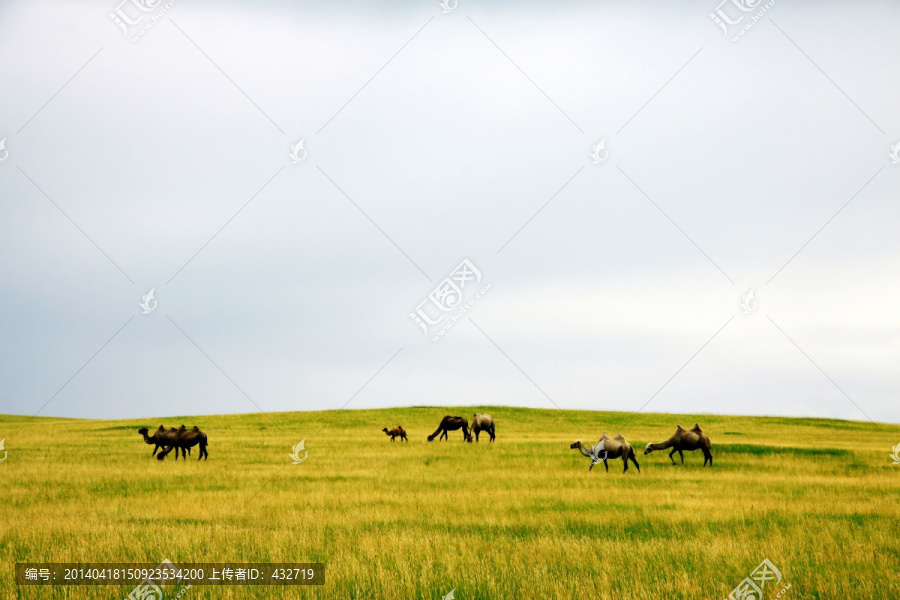 春季草原上的骆驼