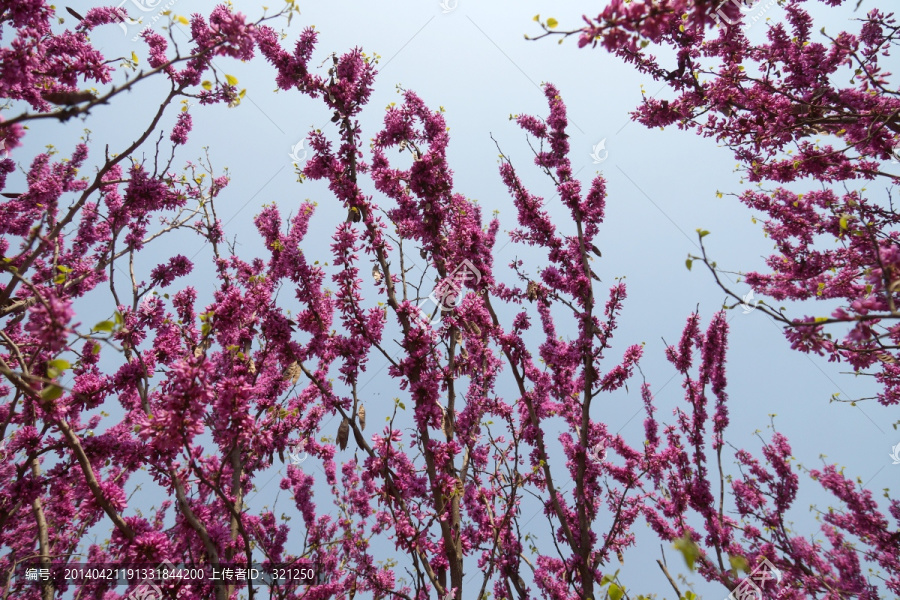 满条红,花卉