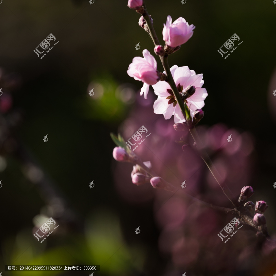 一枝桃花,花蕾,花苞,花骨朵