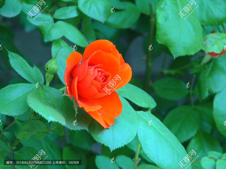 月季花