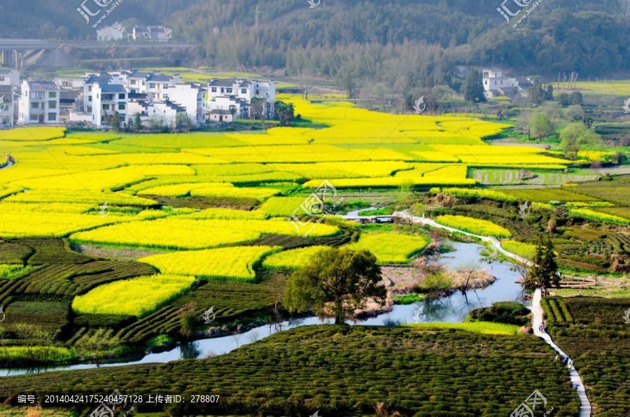 婺源,油菜花,小河