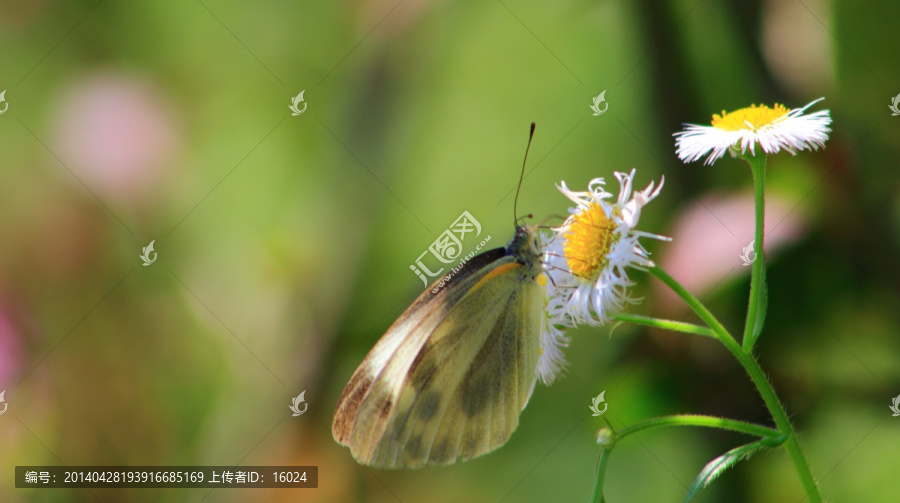 花香蝶舞