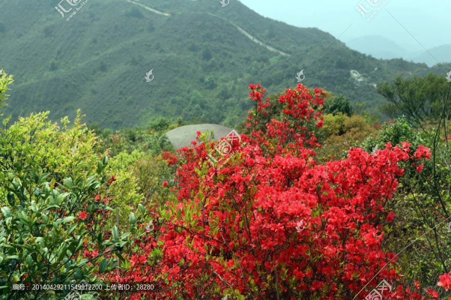 山里杜鹃