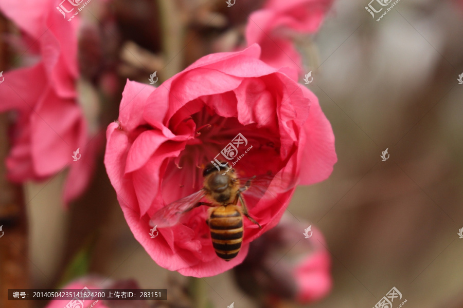 美丽桃花