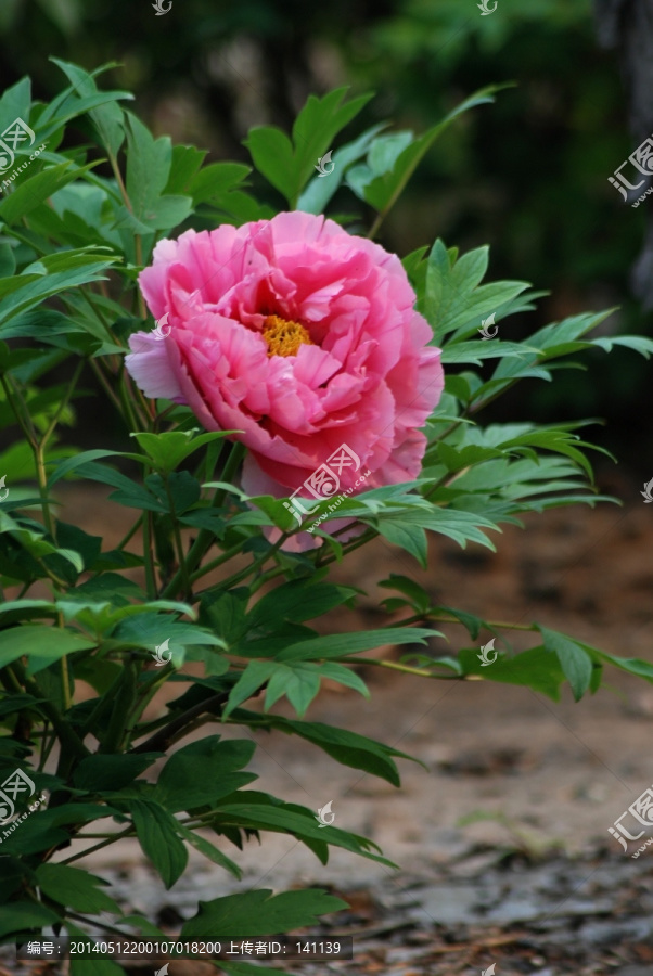 牡丹花,洛阳牡丹,花开富贵