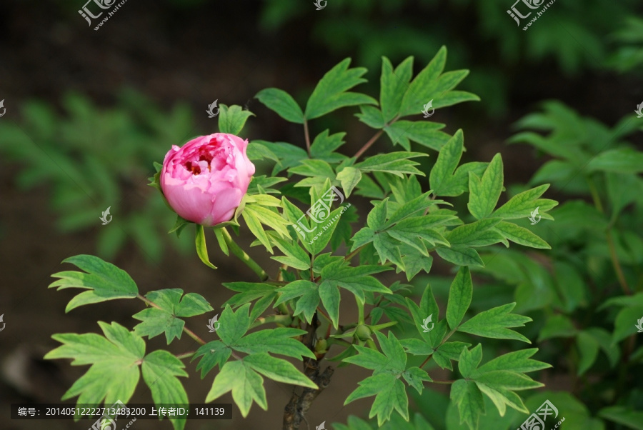 牡丹花,洛阳牡丹,花开富贵