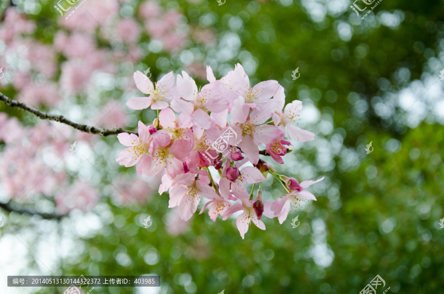 樱花