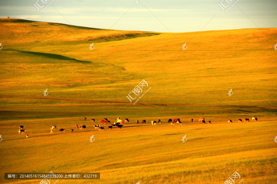 夕阳下的草原牧场,牛群