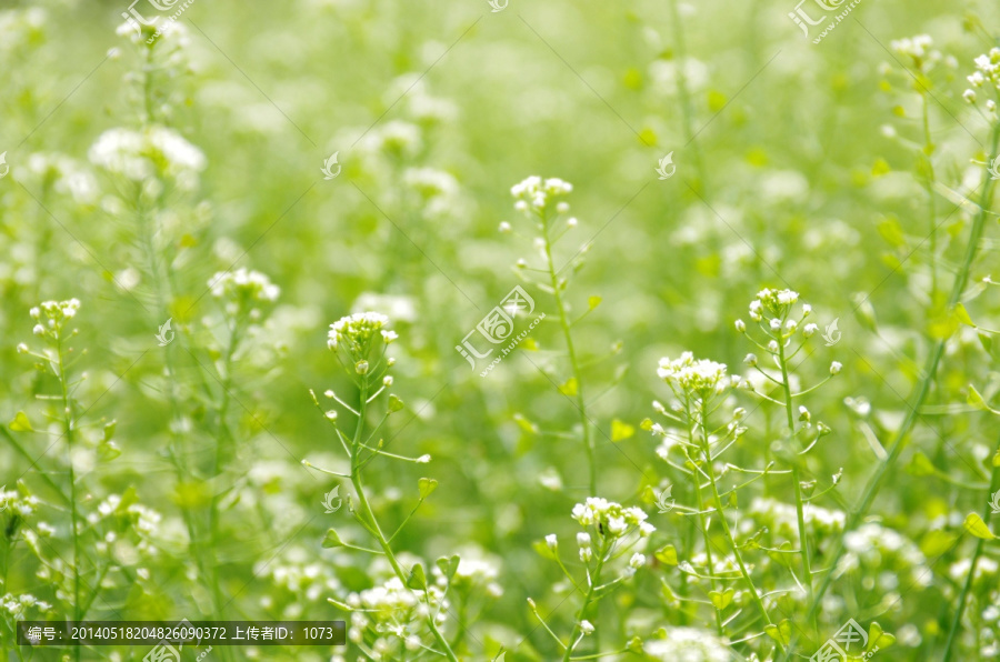 荠菜花丛