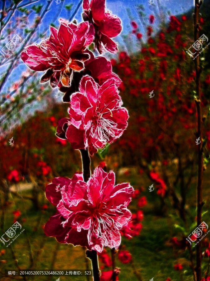 桃花林