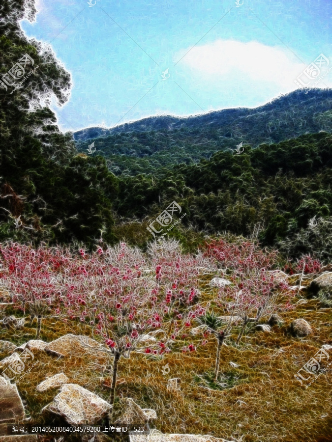山坡叢林