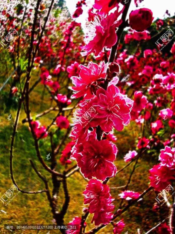 桃花林