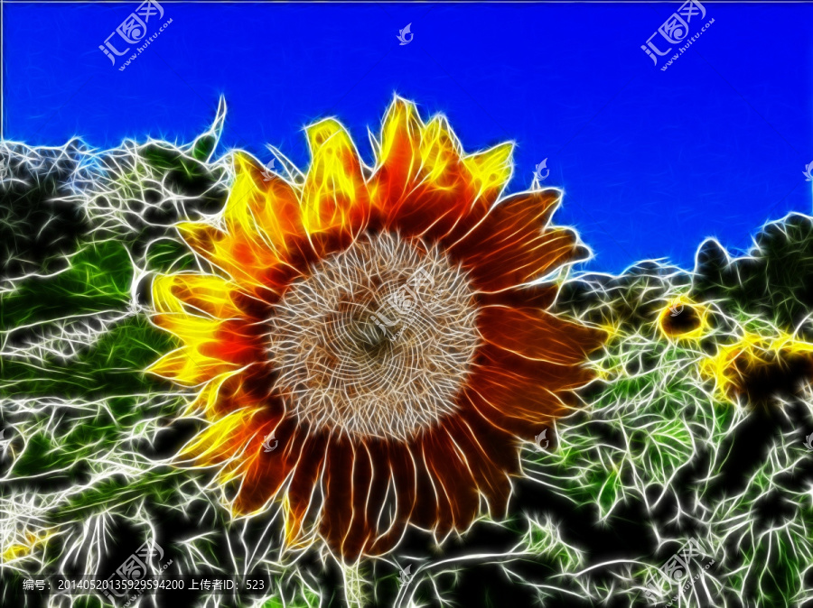 太陽菊