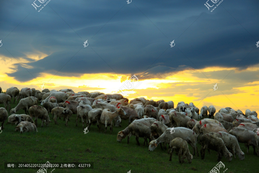晚霞中的羊群,畜牧业