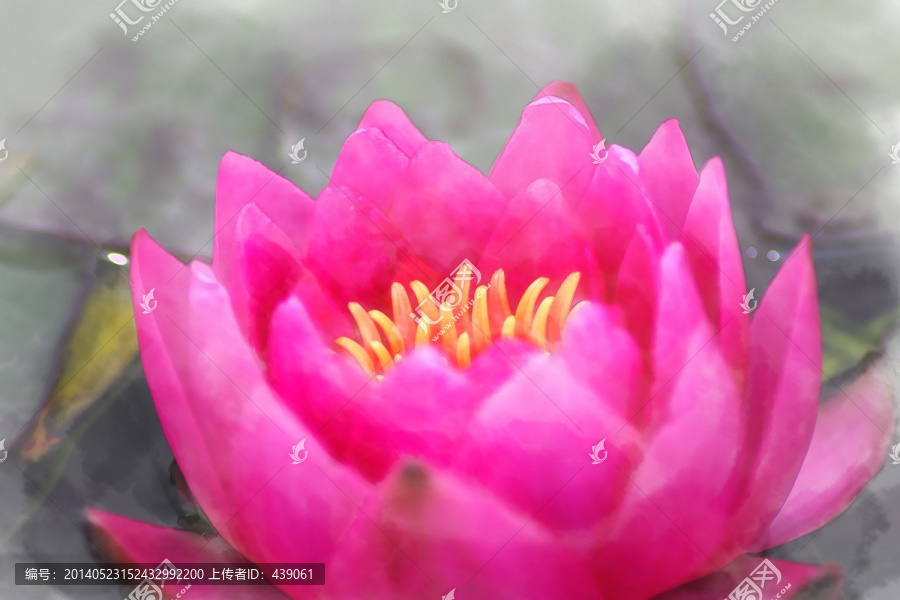 睡蓮水彩畫