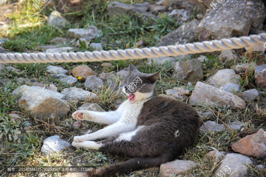 野猫