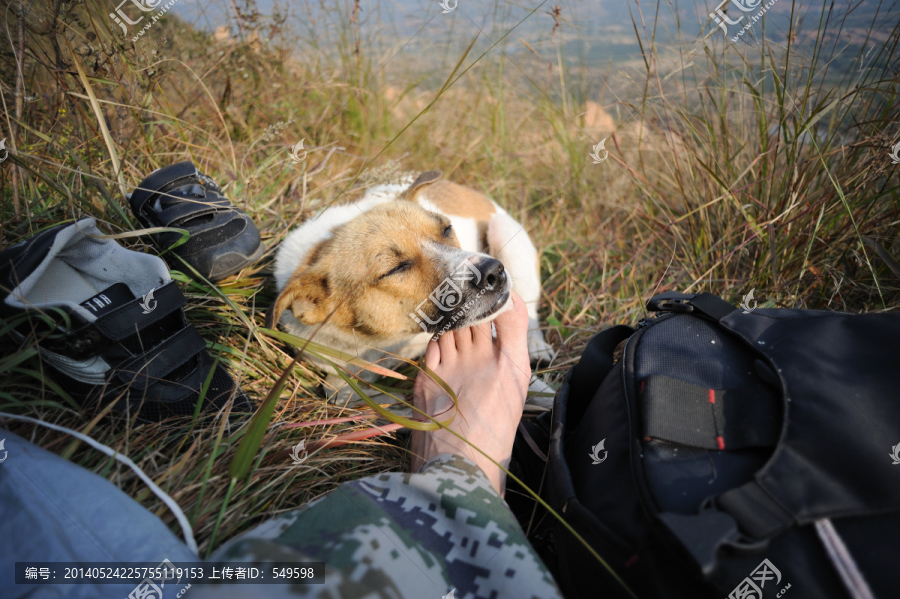 中华田园犬