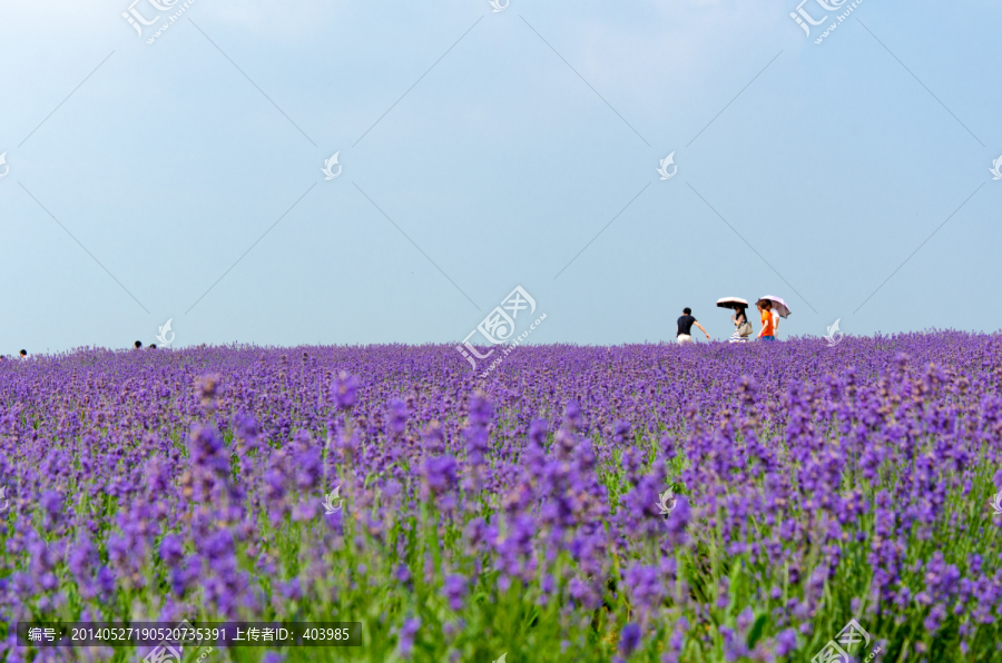 薰衣草花田