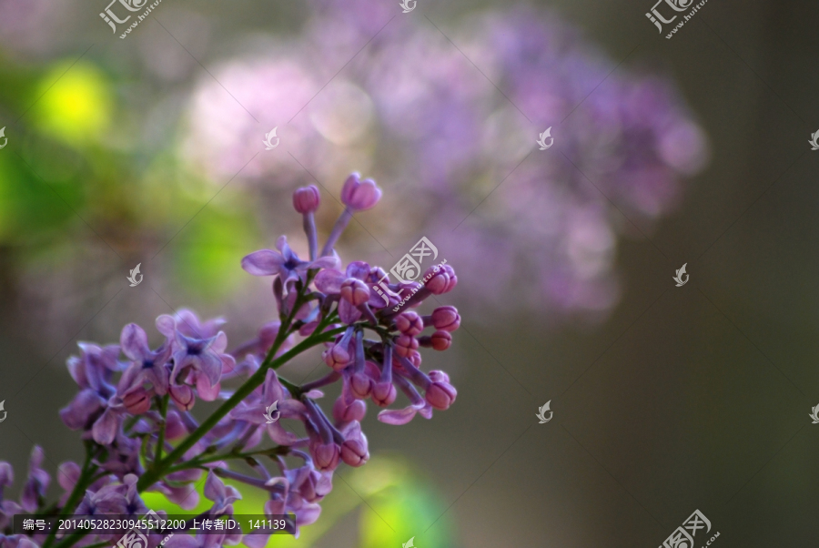 丁香,紫丁香,丁香花,花卉