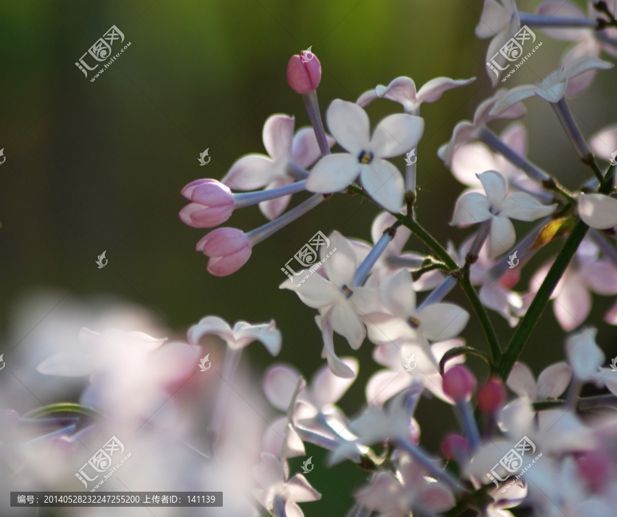 丁香,紫丁香,丁香花,花卉