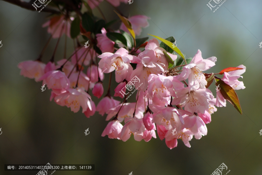 海棠花,垂丝海棠,花卉,花朵