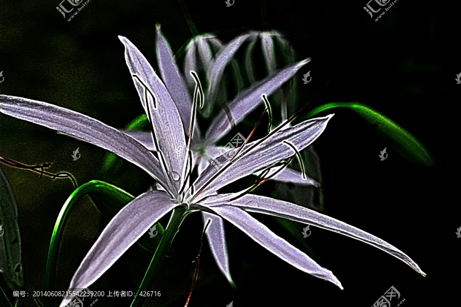 白色花