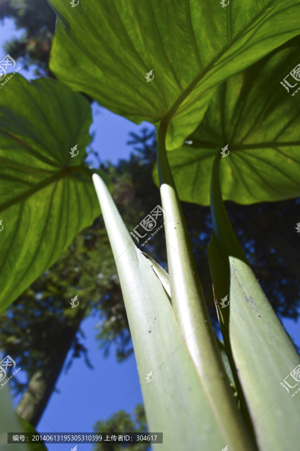 芋头叶