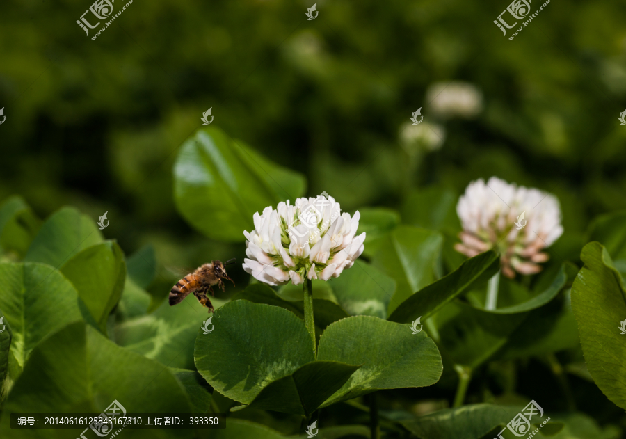 蜜蜂与白车轴草,微距,飞舞