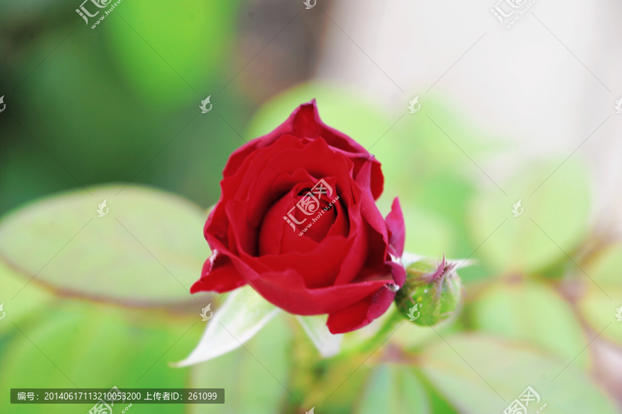 月季花（高清）