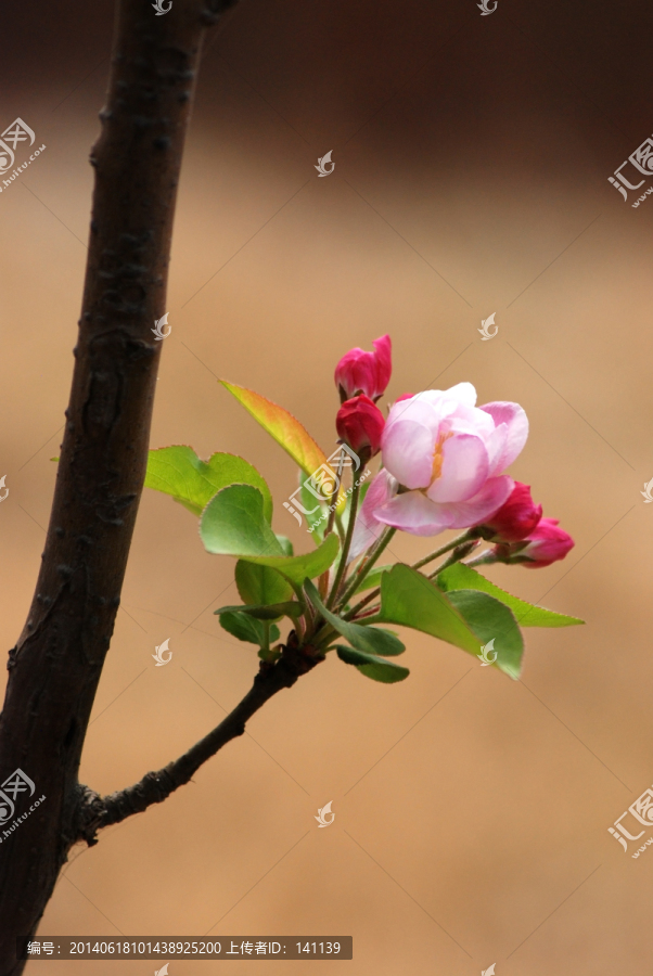 海棠花,海棠花开,花卉,花朵