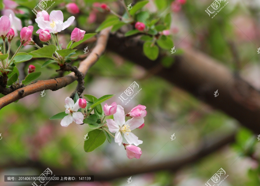 海棠花,海棠花开,花卉,花朵