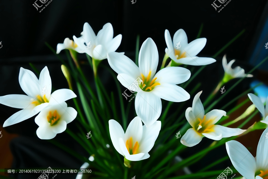 電腦水彩畫,花韻