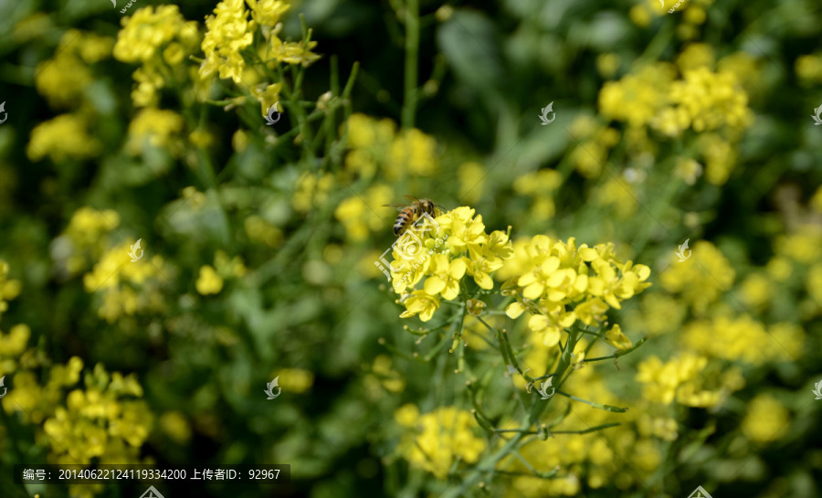 油菜花