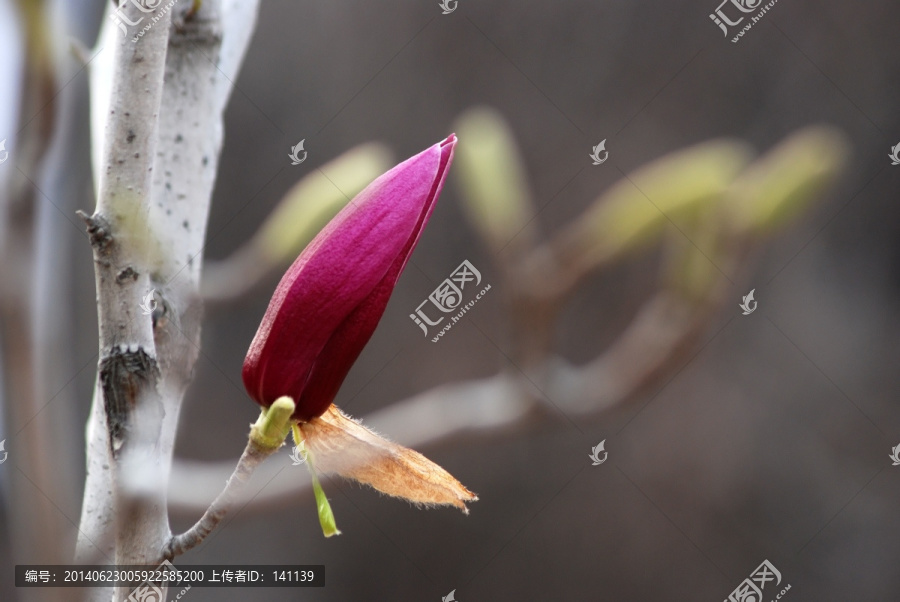 玉兰花,紫玉兰,花卉,花朵