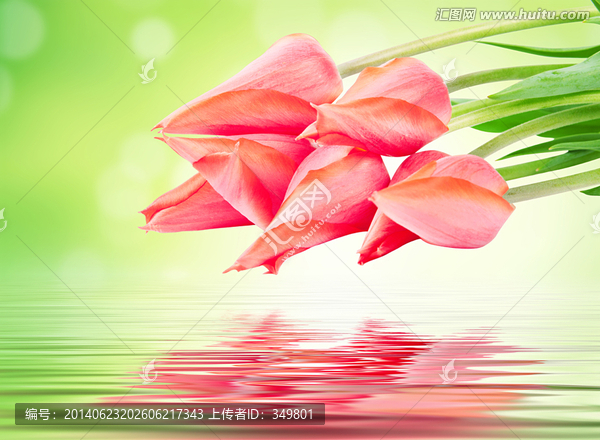 郁金香背景墻