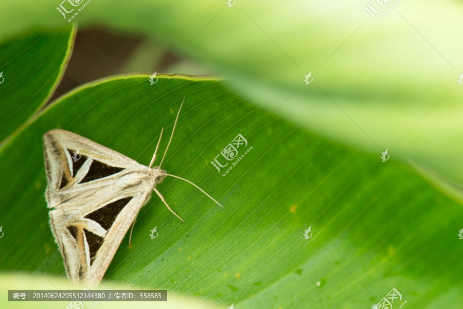 栖息的蛾子