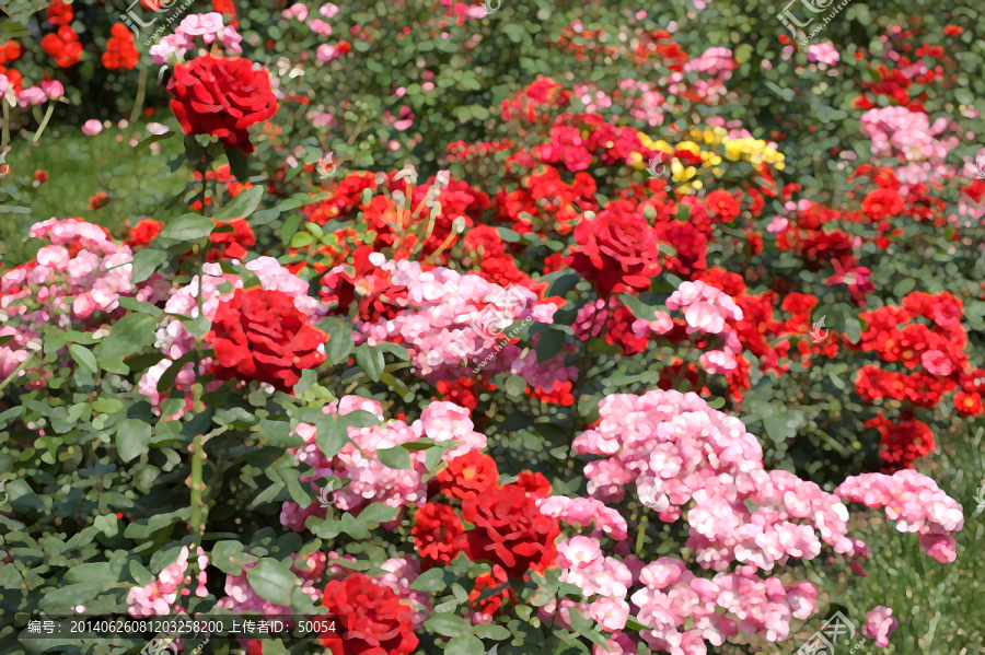仿油畫,月季與薔薇