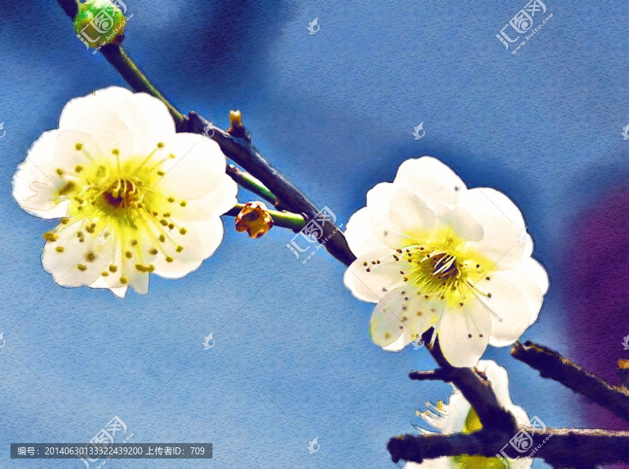 桃花花卉