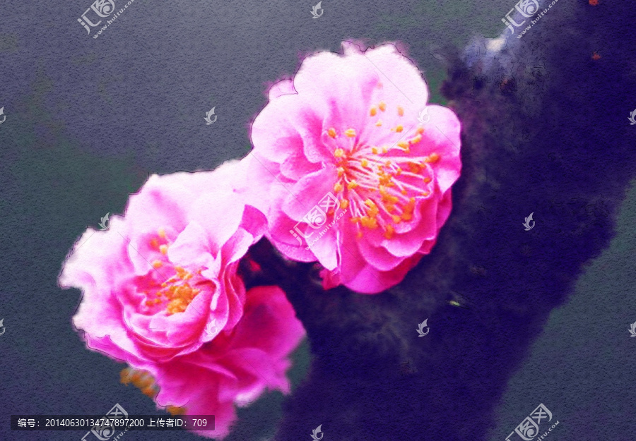 梅花花卉