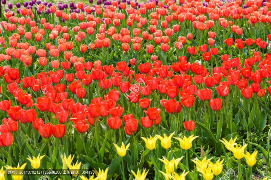 郁金香花园