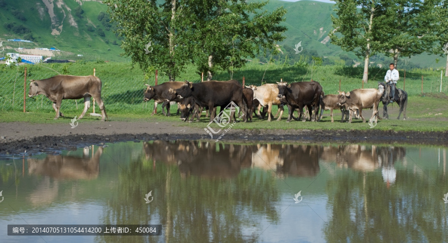 水塘边的牛群